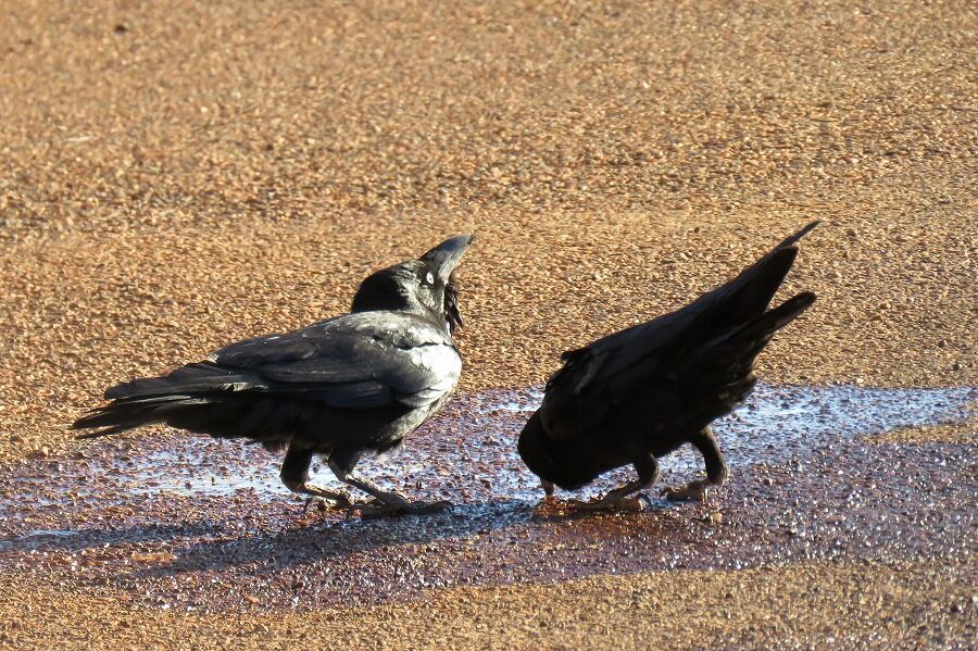 Uluru カササギフエガラス ヒロちゃんの花と鳥日記