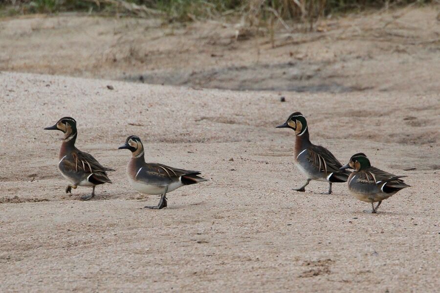 トモエガモ　剥製　カモ トモエガモ 剥製 カモ トモエガモ｜京都府レッドデータブック2015