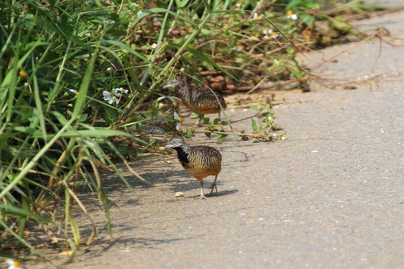 石垣 与那国探鳥記 １５ ３ ミフウズラ ヒロちゃんの花と鳥日記