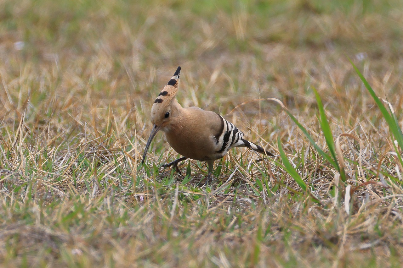 飛島探鳥記 ヤツガシラ×2 : ヒロちゃんの花と鳥日記