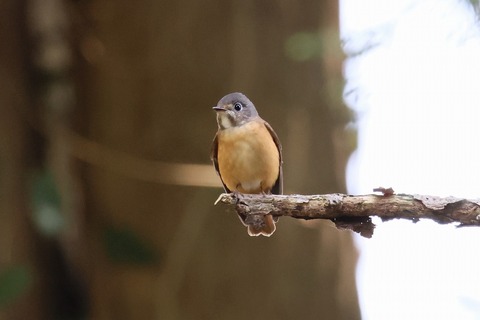 飛島探鳥記 ミヤマヒタキ発見 : ヒロちゃんの花と鳥日記