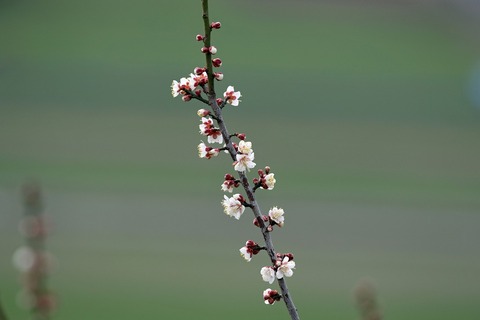 ume05