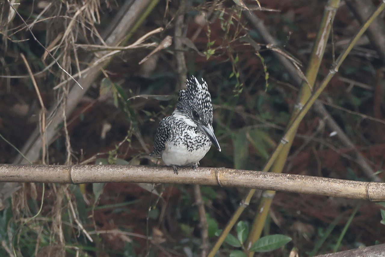 ヤマセミ，カワセミ : ヒロちゃんの花と鳥日記
