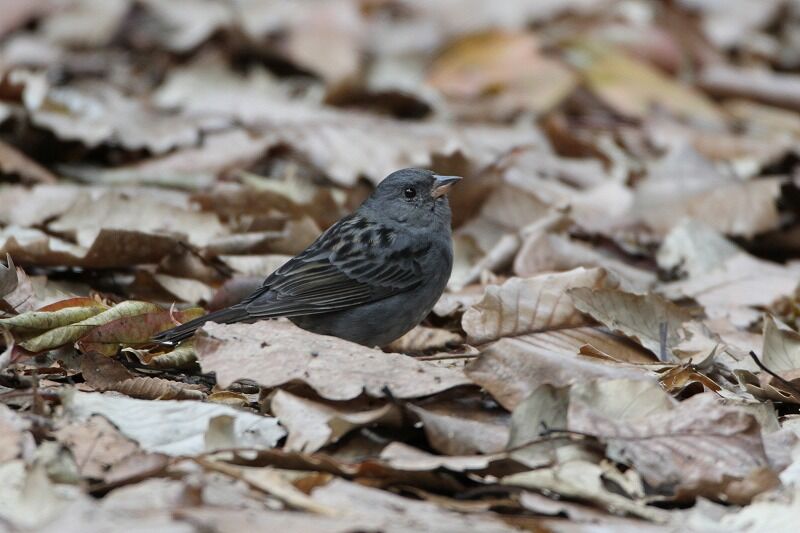 今年はクロジ ヒロちゃんの花と鳥日記