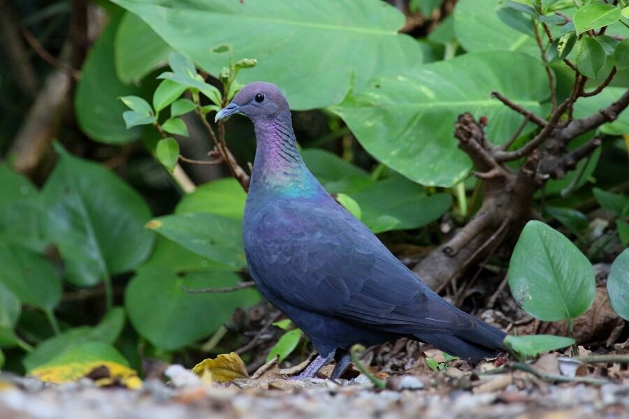 小笠原その② アカガシラカラスバト : ヒロちゃんの花と鳥日記