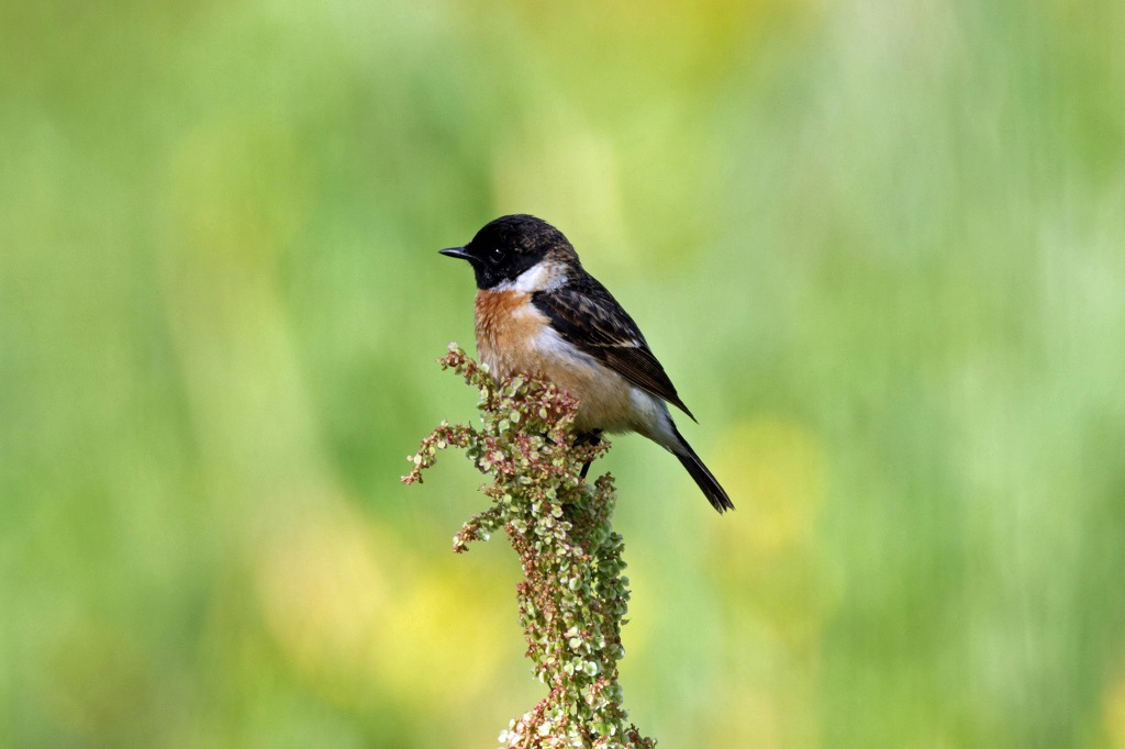 ノビタキのほかに ヒロちゃんの花と鳥日記