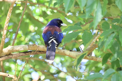 奄美探鳥記R4 ①ルリカケス : ヒロちゃんの花と鳥日記