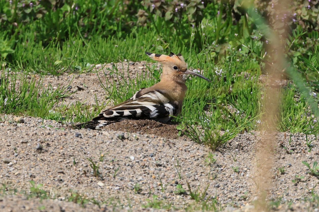 飛島探鳥記 ヤツガシラ×2 : ヒロちゃんの花と鳥日記