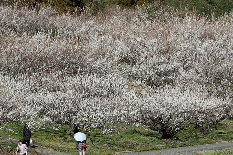 ume01