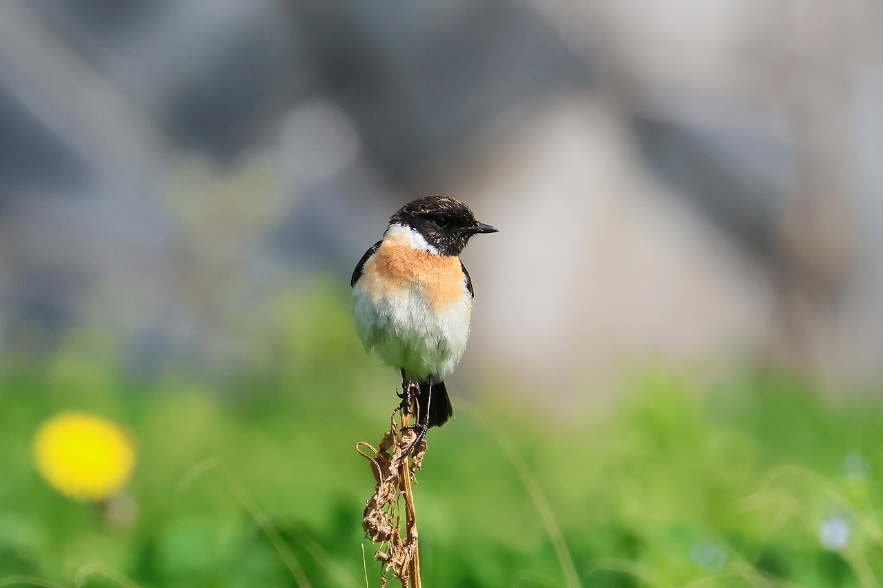 飛島探鳥記 ヤツガシラ×2 : ヒロちゃんの花と鳥日記