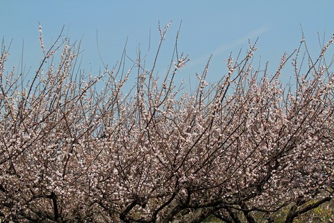 ume02