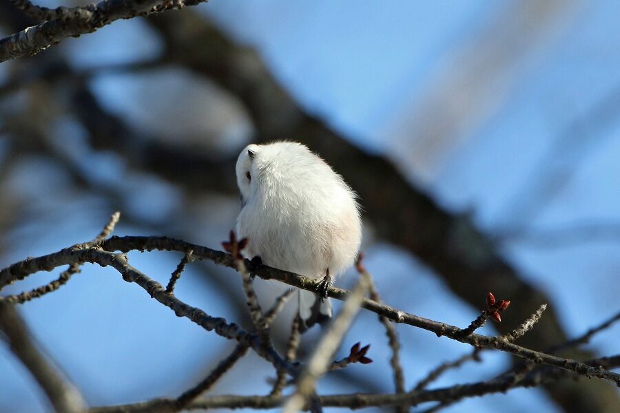 道東鳥見旅 １８ ７ シマエナガ ヒロちゃんの花と鳥日記
