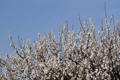 ume03