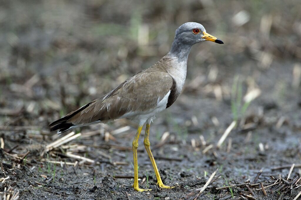 ケリ ヒロちゃんの花と鳥日記