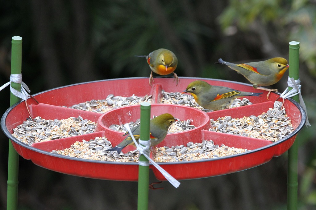 庭の餌台にて ヒロちゃんの花と鳥日記