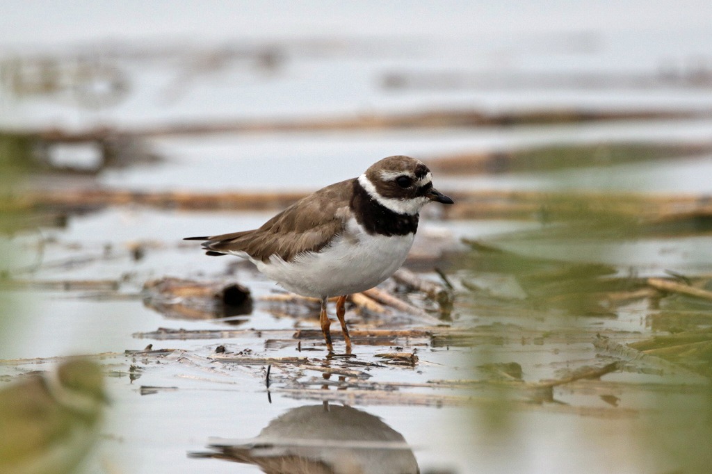 東与賀 ８ ２１ ハジロコチドリ ヒロちゃんの花と鳥日記