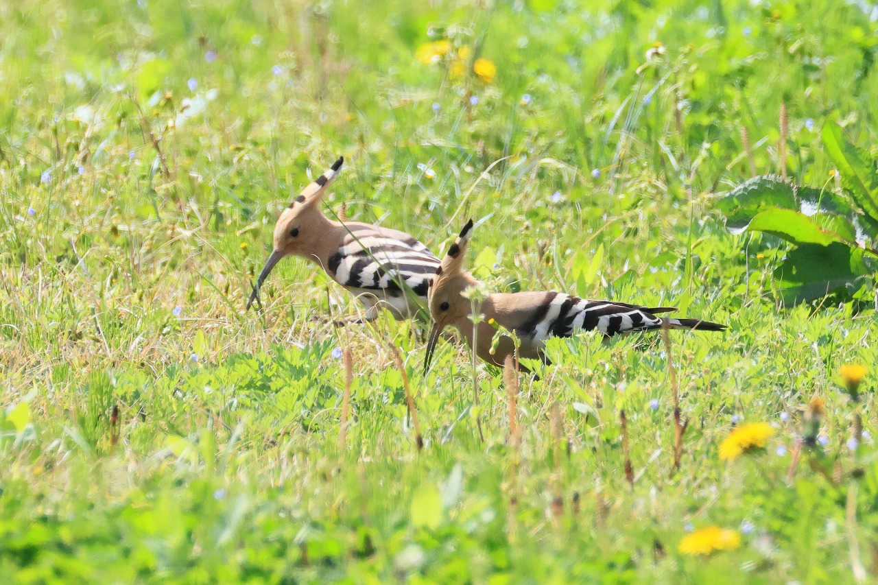 飛島探鳥記 ヤツガシラ×2 : ヒロちゃんの花と鳥日記