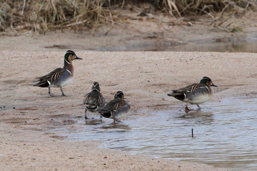 トモエガモ : ヒロちゃんの花と鳥日記