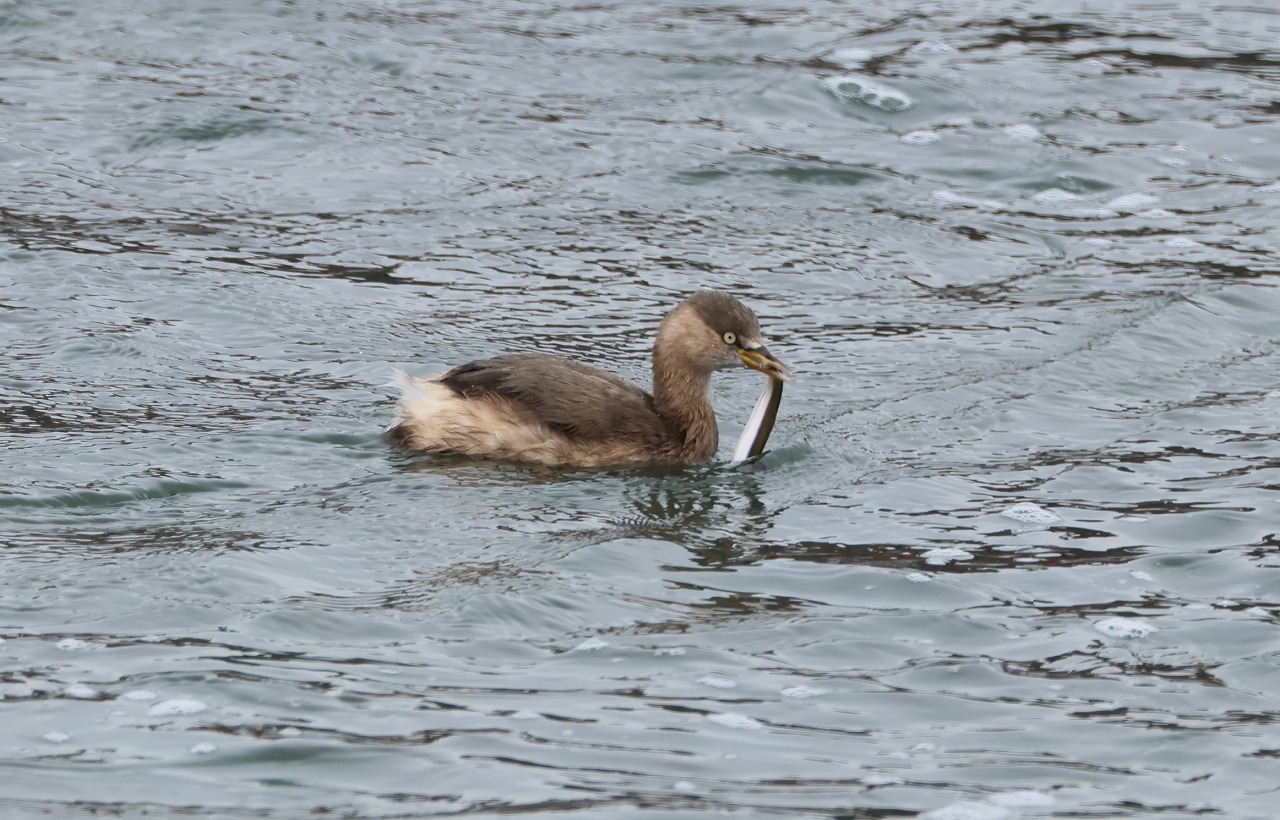 カイツブリ 魚を捕る : ヒロちゃんの花と鳥日記