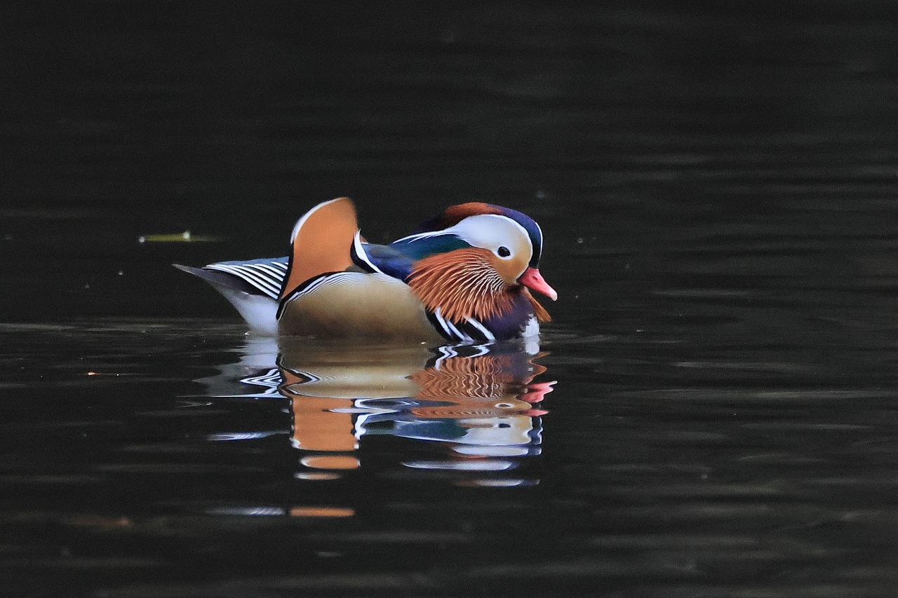 オシドリ 新年に羽ばたく : ヒロちゃんの花と鳥日記