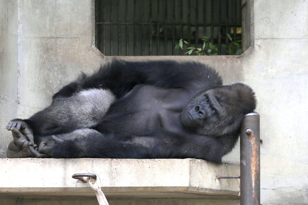 イケメン過ぎるゴリラ やまもとしん お散歩フォト