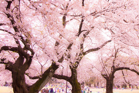 Sakura