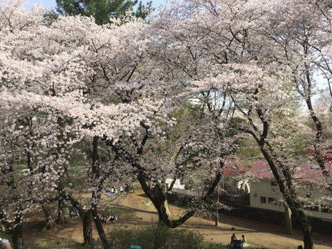 Hanami1