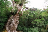 屋久杉