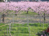 桃の花