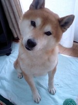 茶太郎ん?