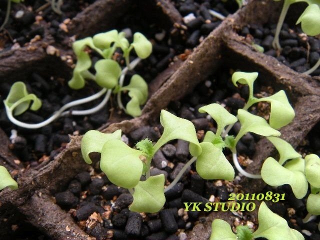 白菜の徒長苗 Que Sera Seraな日々 白菜の徒長苗 Que Sera Seraな日々