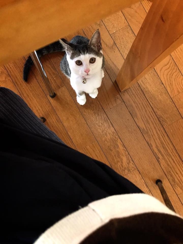 前髪ぱっつん 久し振りのブログを更新 kedarake 猫との暮らしは素敵なことだらけ