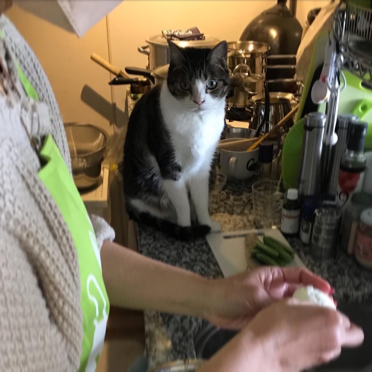 Kedarake 猫のいる料理教室yo Yo S Kitchen 1キロで仕込む手前miso リピーターさん方はすっかり顔馴染み Kedarake 猫との暮らしは素敵なことだらけ