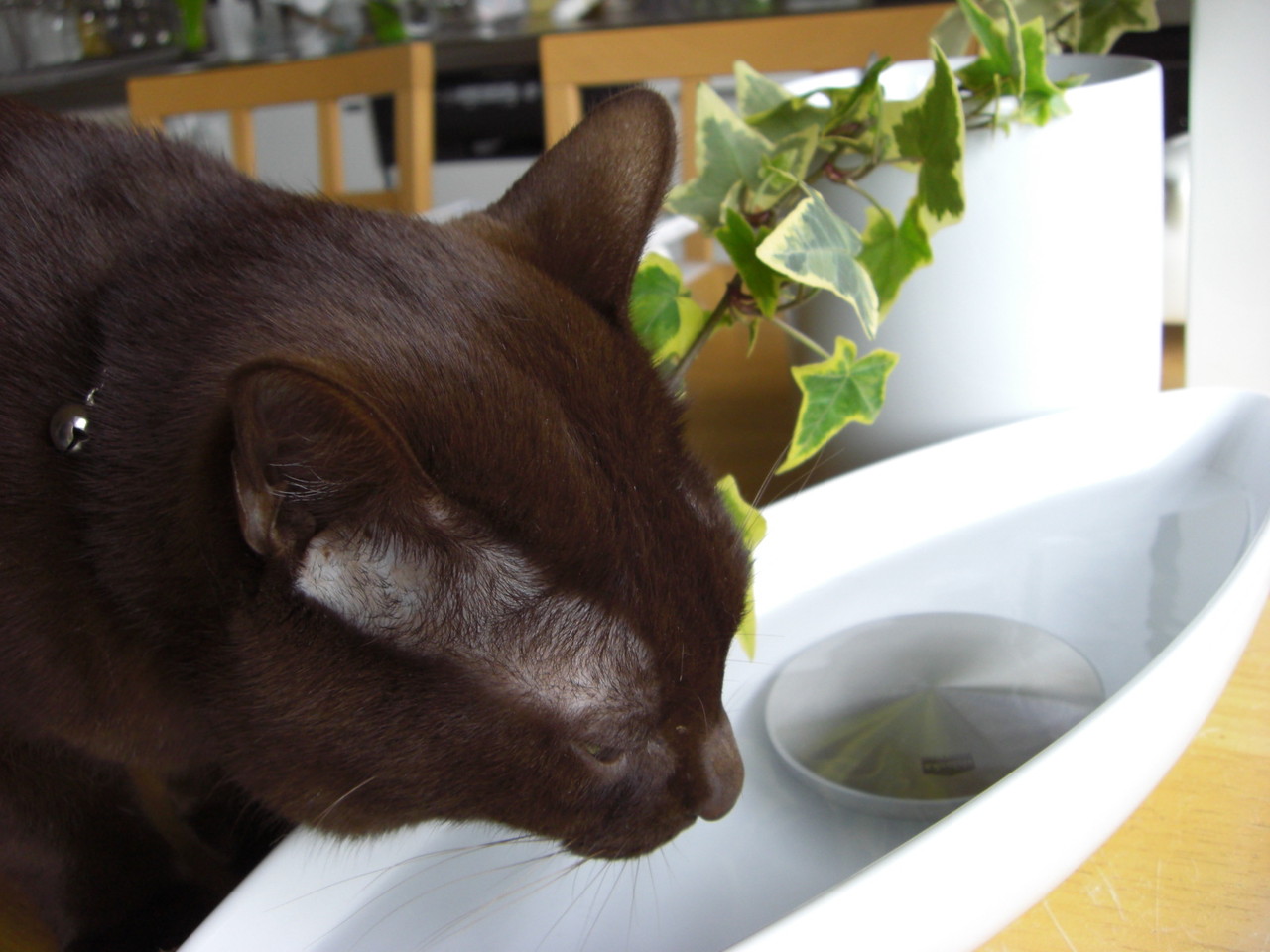 パクチー大好き モリモリ好きなだけ食べられる幸せ Kedarake 猫との暮らしは素敵なことだらけ