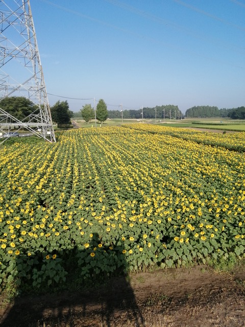IMG_20200811_071402
