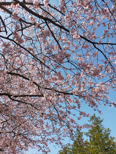 桜