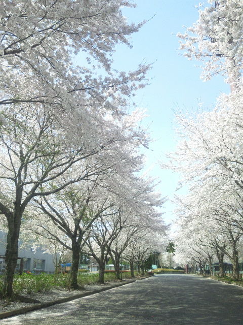 今年の桜