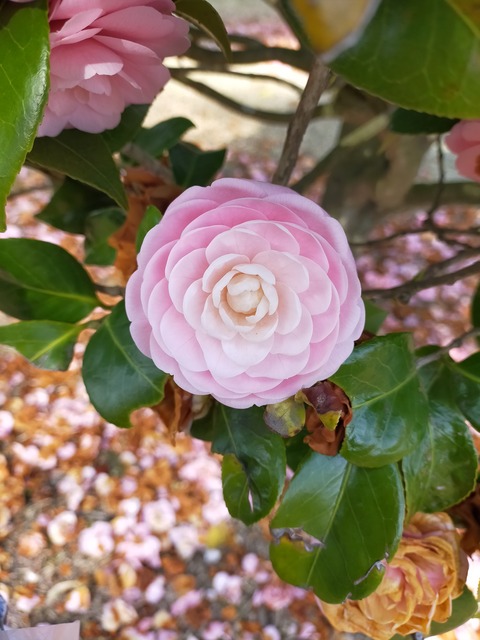 可愛い花(*^^*)
