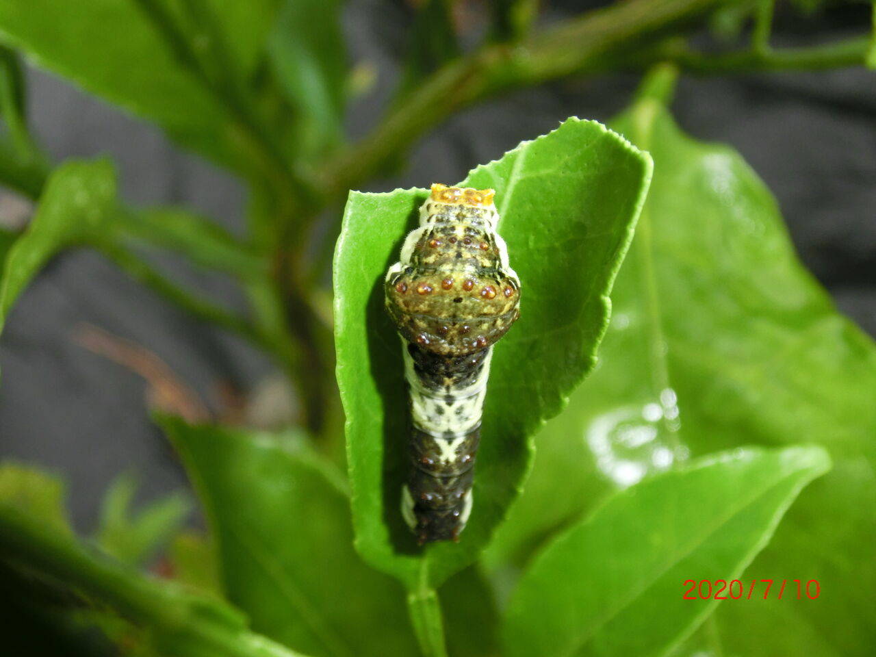 アゲハチョウの幼虫が突然いなくなった 山口市うぢ山初老生活日記