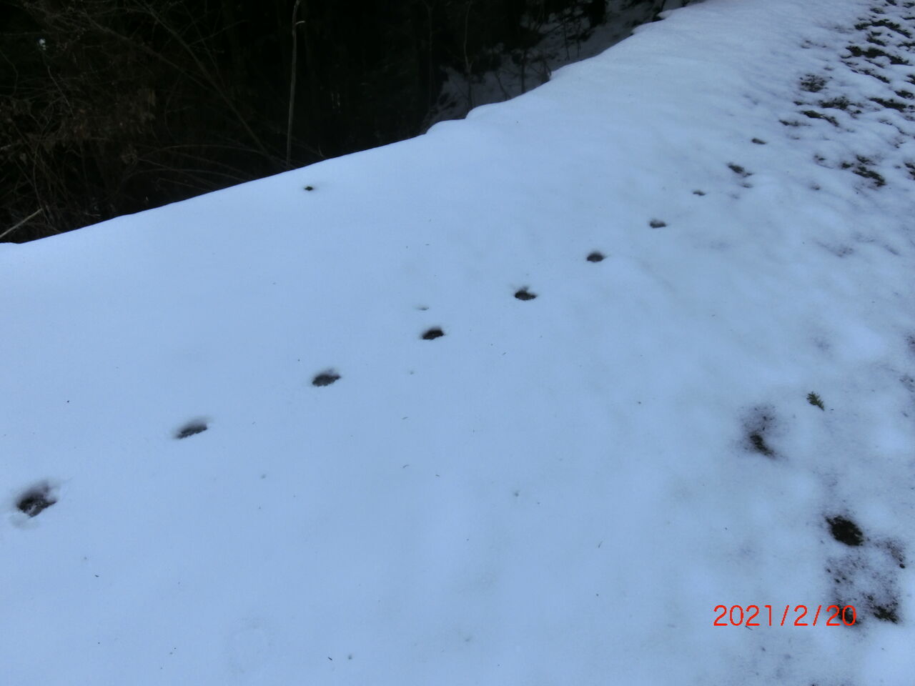 東鳳翩山 雪山にウサギ キツネ タヌキの足跡 21年2月日 山口市うぢ山初老生活日記