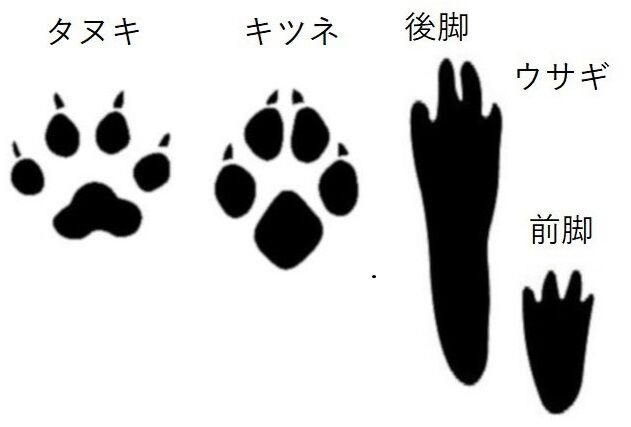 東鳳翩山 雪山にウサギ キツネ タヌキの足跡 参考 山口市うぢ山初老生活日記 東鳳翩山 雪山にウサギ キツネ タヌキの足跡 参考 山口市うぢ山初老生活日記