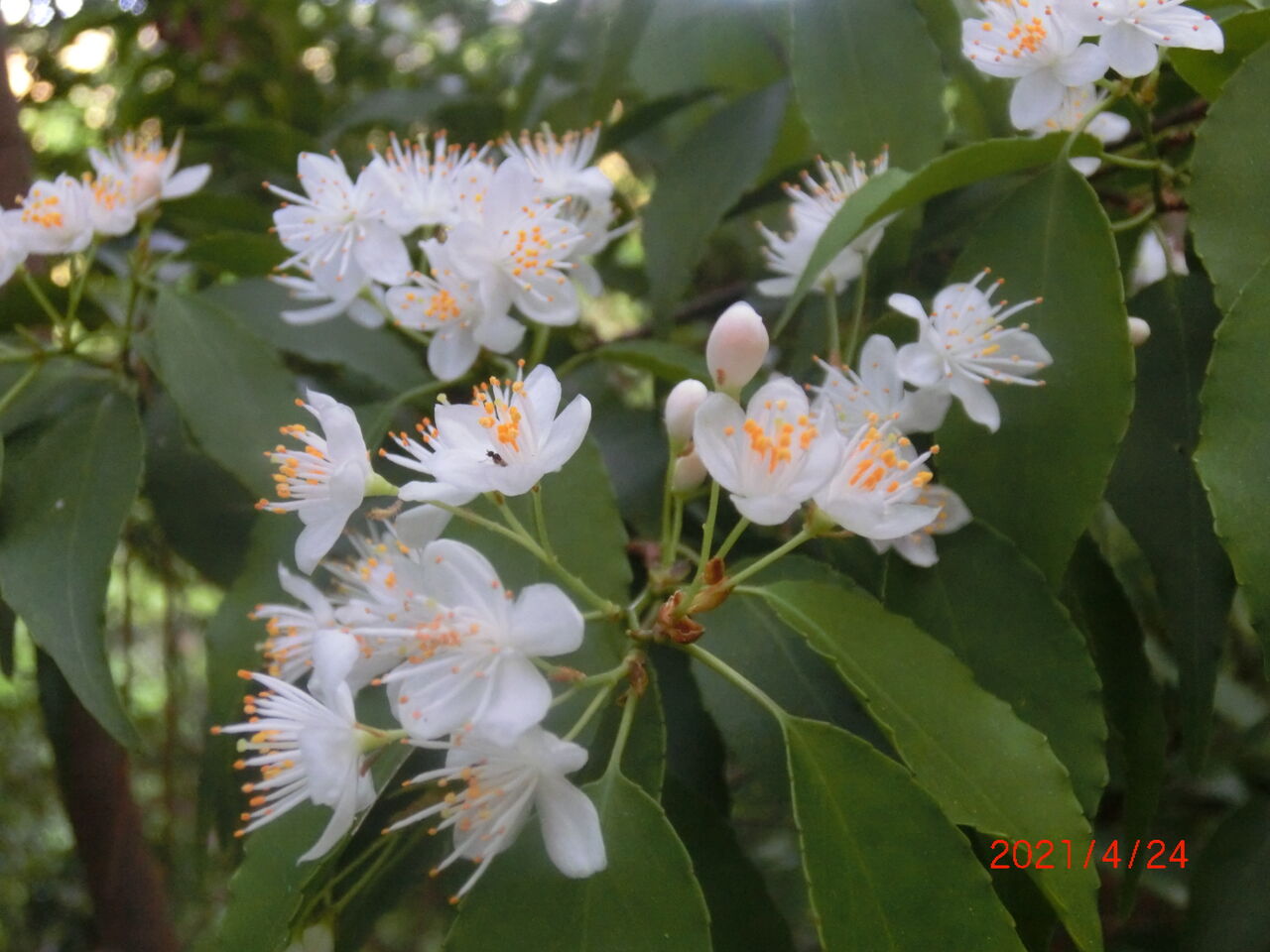 ハイノキ(灰の木) 花期4月 : 山の花図鑑 東鳳翩山