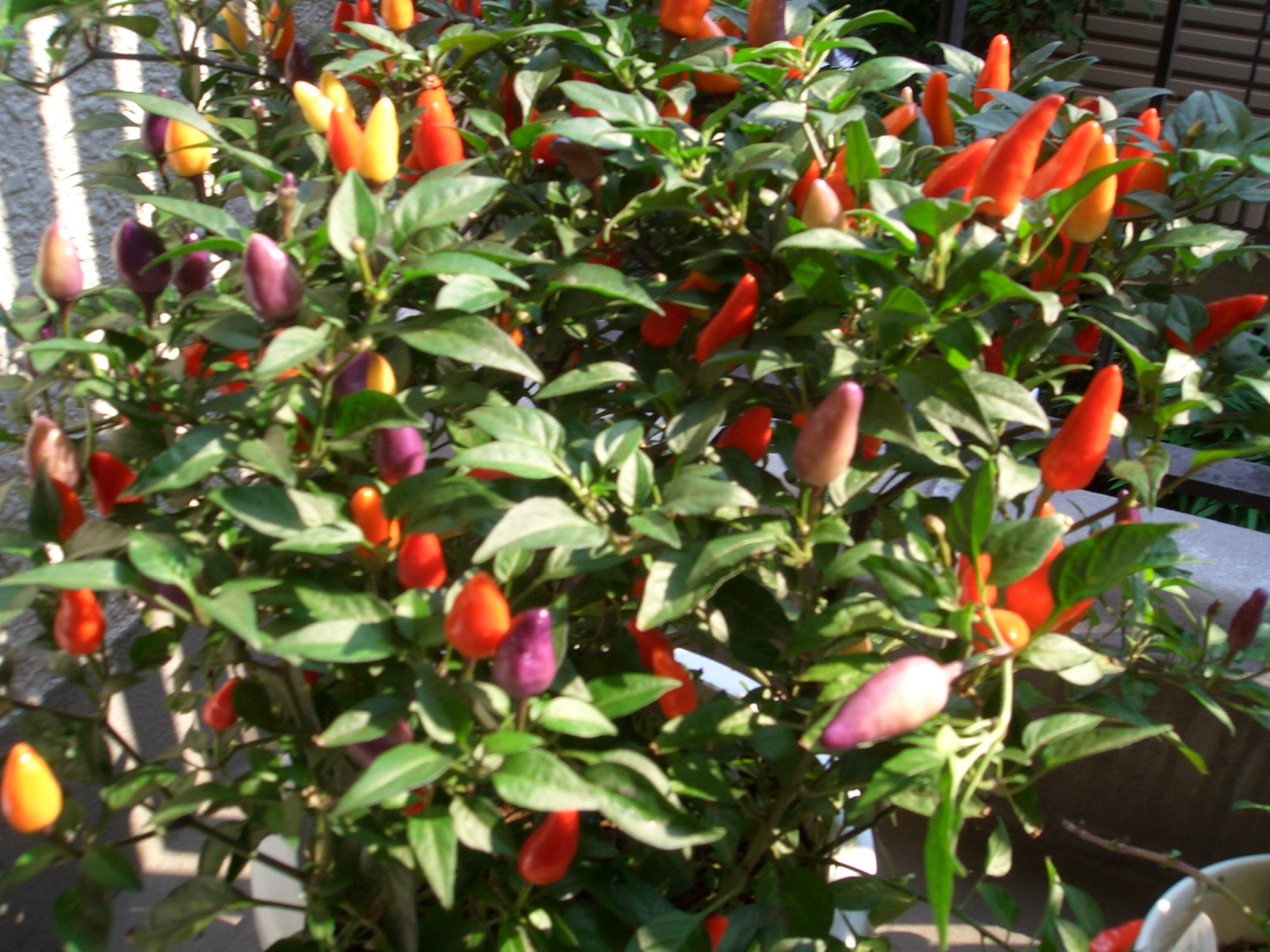 五色唐辛子 三十路のlohas雑記