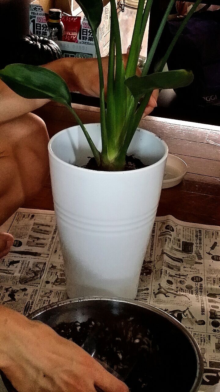 ストレリチア植え替え 部屋と観葉植物と私