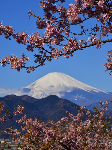 松田の河津桜