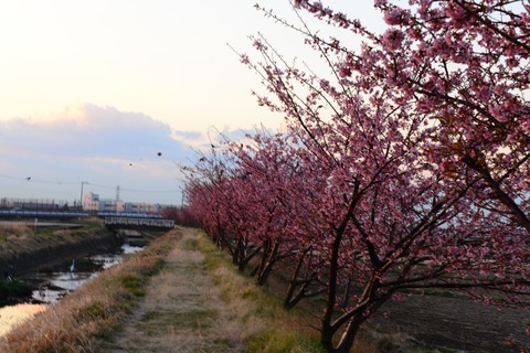 洞川の河津桜