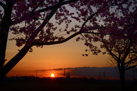 洞川の河津桜８