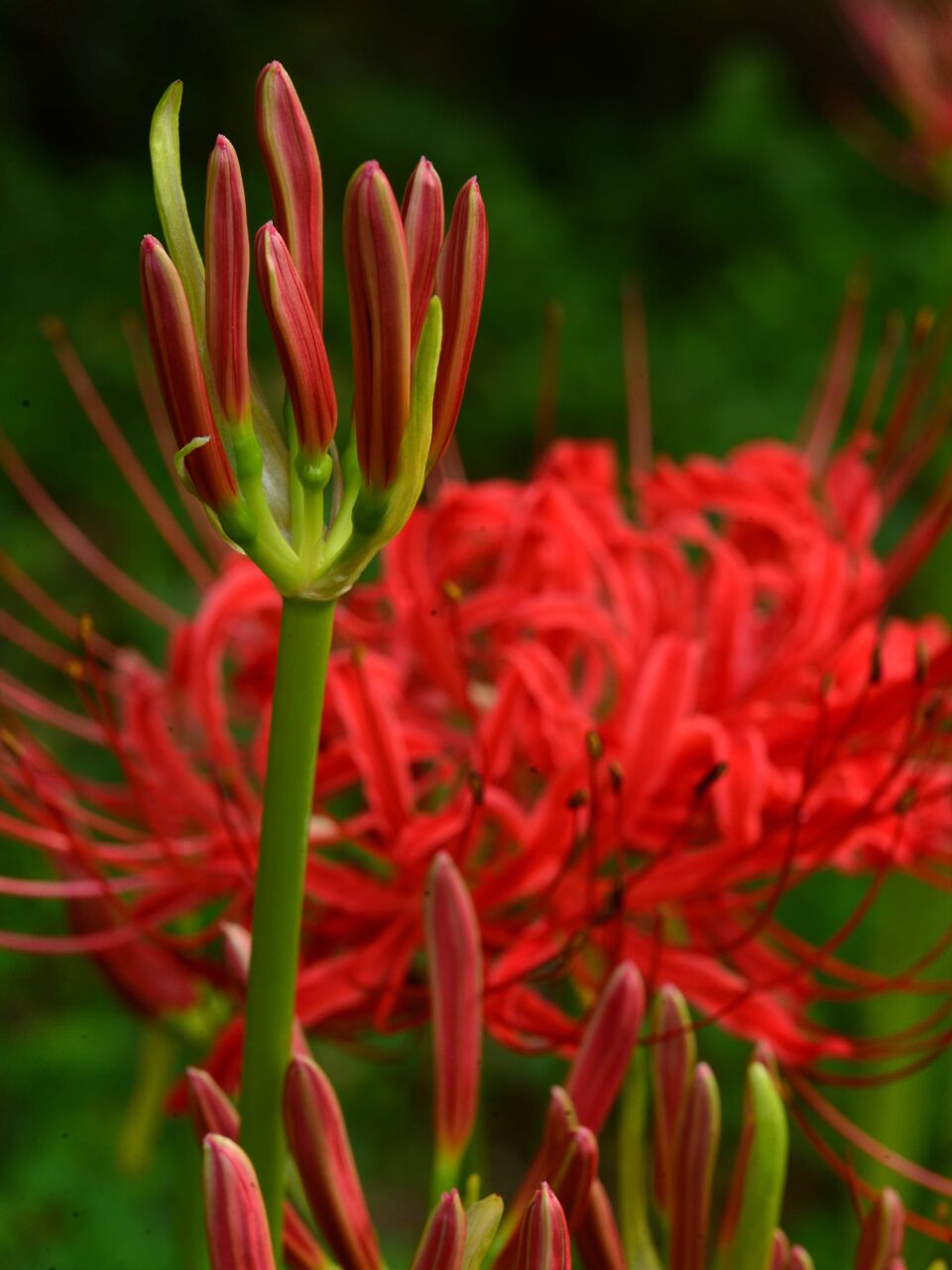 年09月 熊さんの写真館