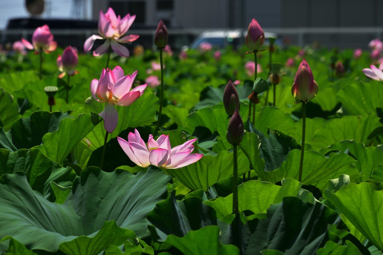 満開の蓮の花 熊さんの写真館 満開の蓮の花 熊さんの写真館