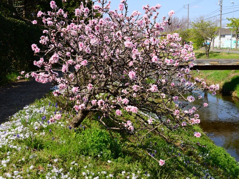 桃の花